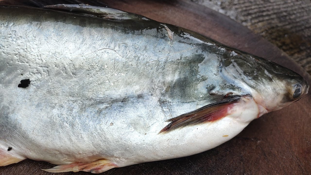 Amazing indian Basa Fish boneless and Skinless Cutting skills of ( Pangasius Fish )