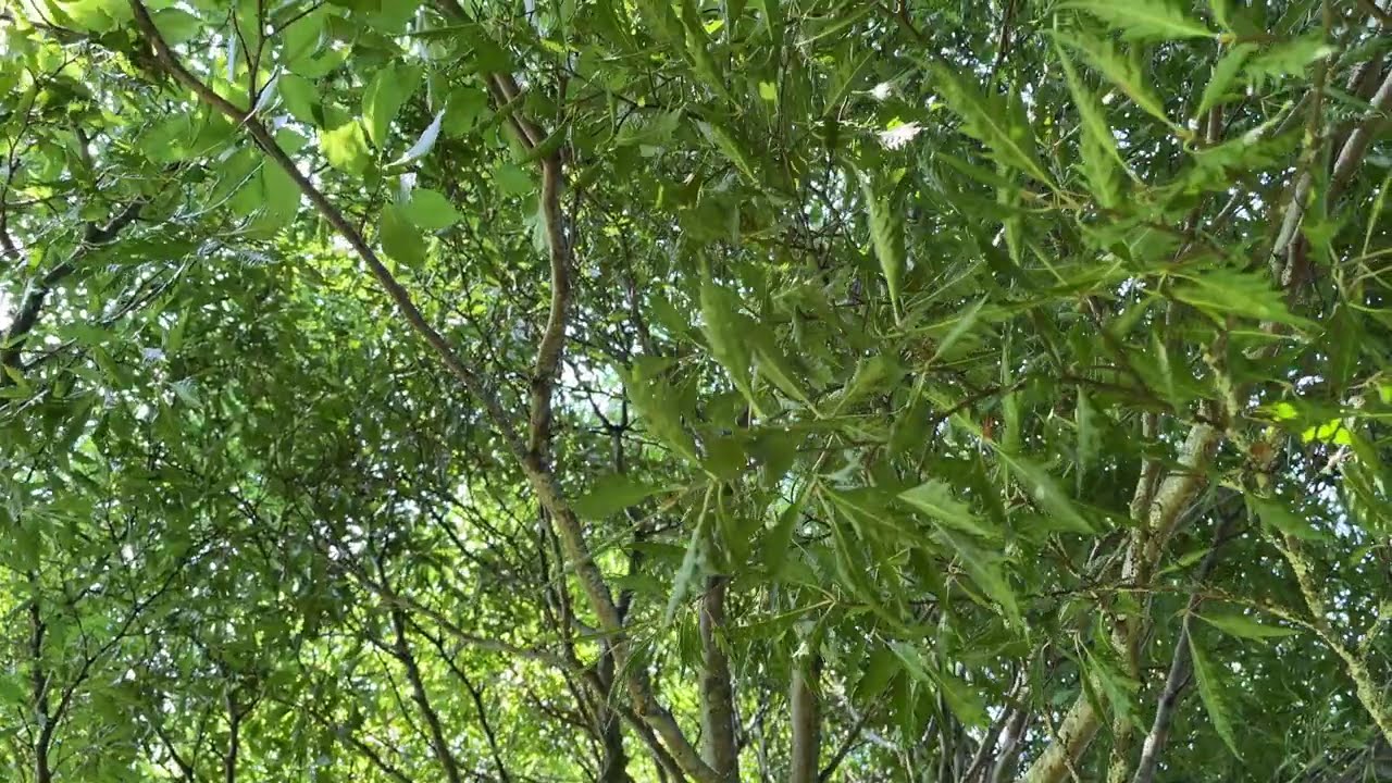 Cut-leaf beech - entire tree - August 2024