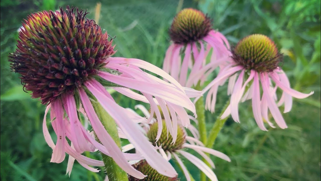 Roadside Botany : Echinacea pallida