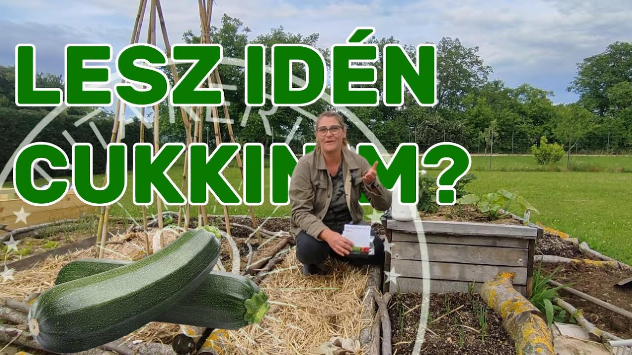 Cukkini nélkül nincs nyár! Így mentettem meg