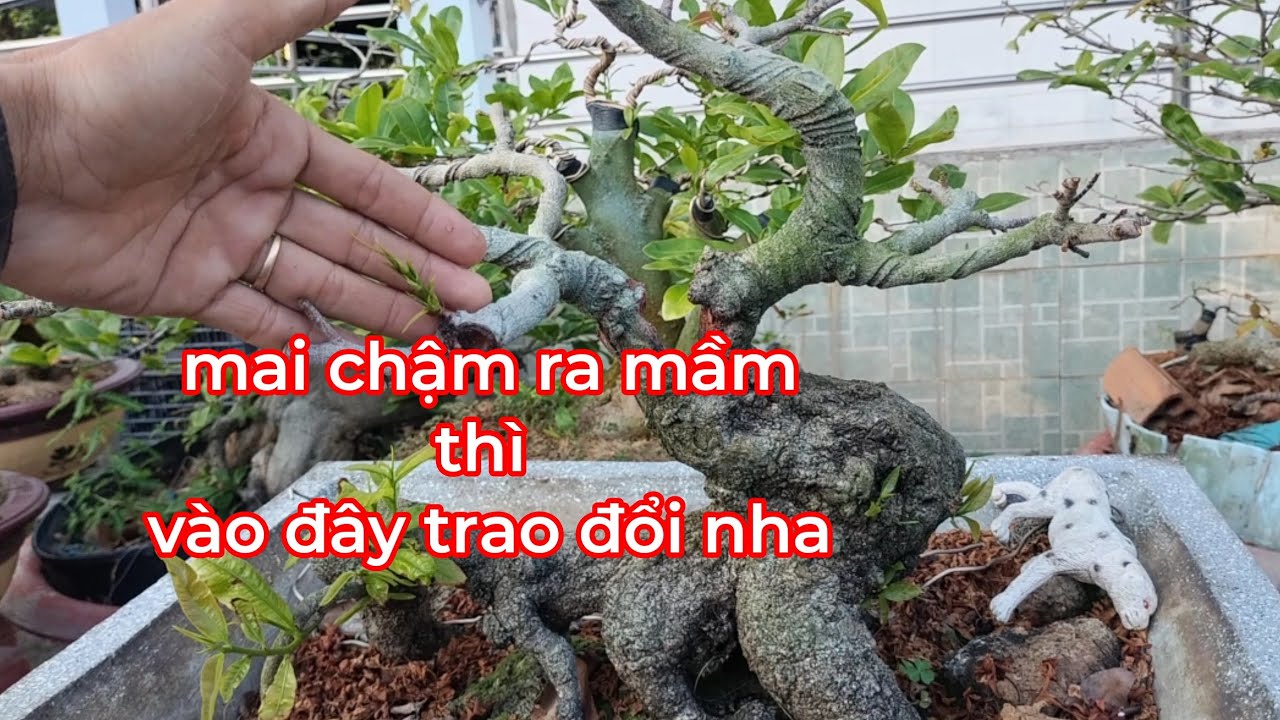 Nguyên nhân nào làm mai sau tết chậm ra mầm và bị khô tay cành làm suy cây 