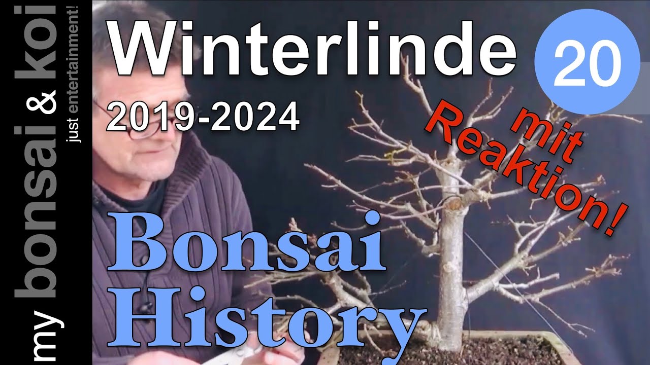 Bonsai History No. 20 - Winterlinde - aus Eins wird Zwei