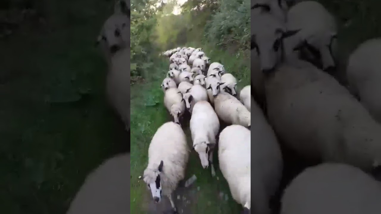 Hej, ovce moje!Stado ovaca i jaganjaca!#sheep #ovce #shortvideo #short #animalshorts #reals