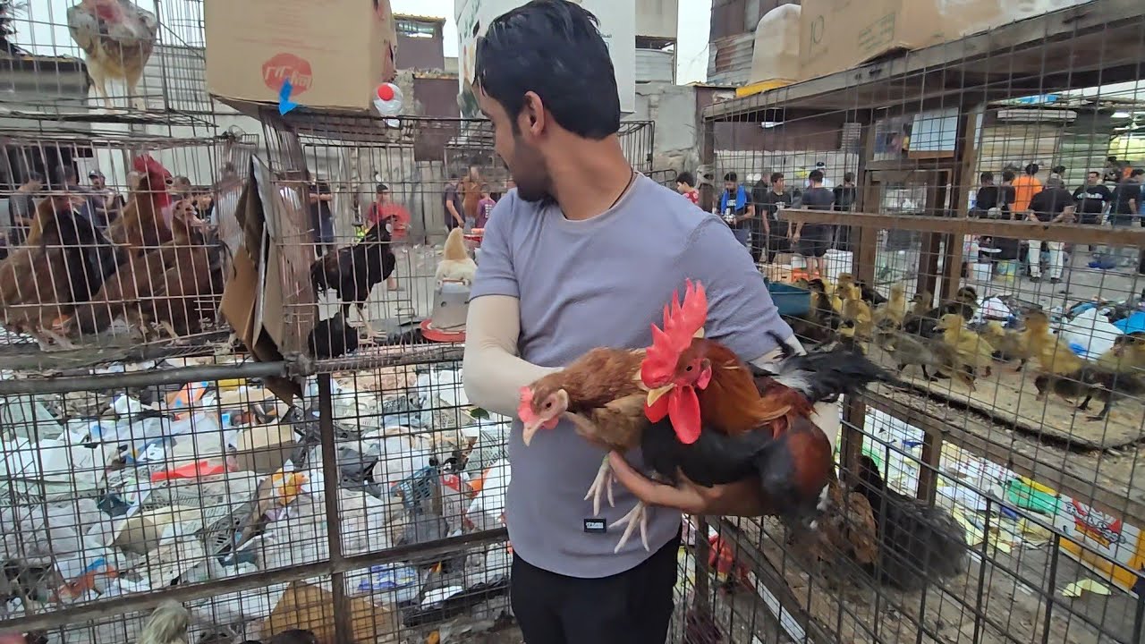 سوق مريدي في بغداد المدينة انواع الحيوانات والطيور مع الأسعار 2025/8/5| سوق الغزل الثاني 