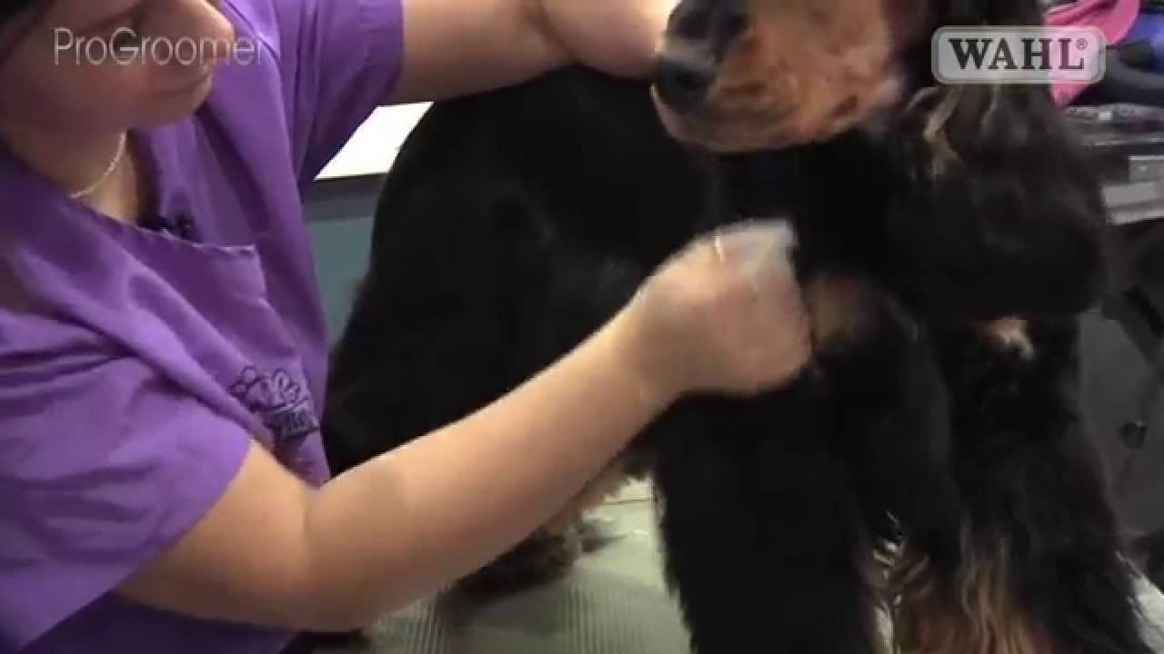 Grooming Guide - Cocker Spaniel - Handstrip/Show/Competition Trim - Pro Groomer