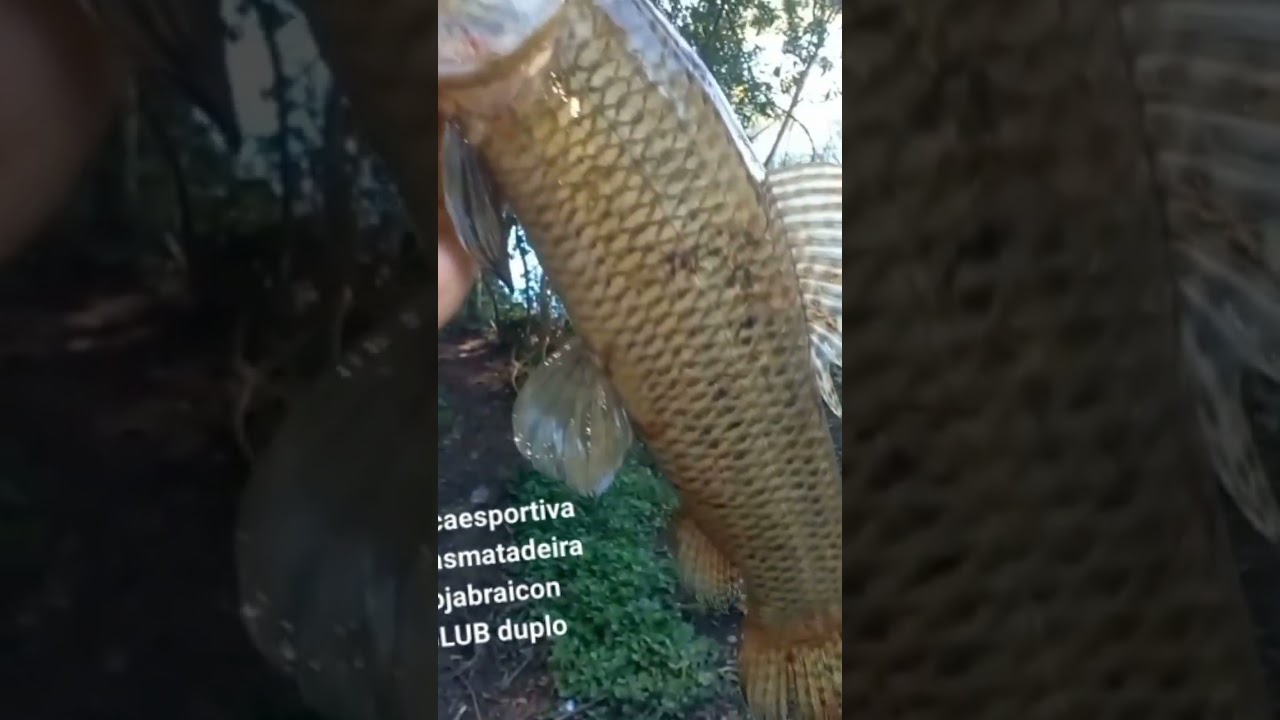 traira bruta saiu na isca soft GLUB duplo verde lim&atilde;o das @iscasmatadeira