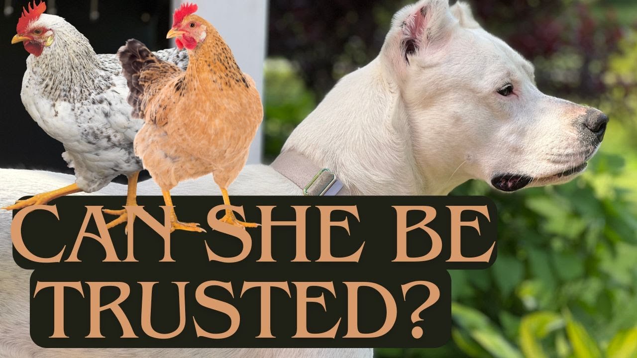 INTRODUCING ADULT DOGO ARGENTINO TO LIVESTOCK