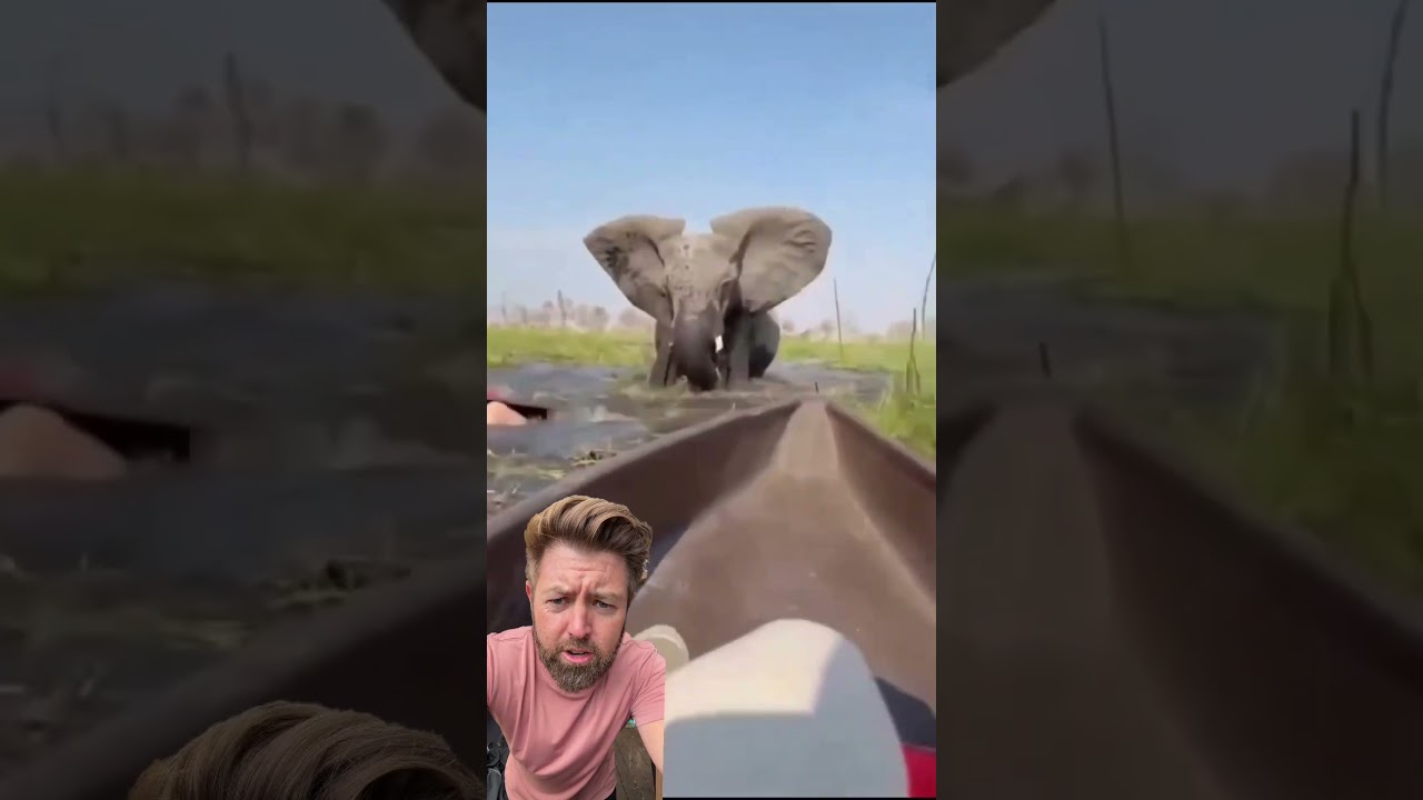 Elephant Flips Over Tourist Canoe