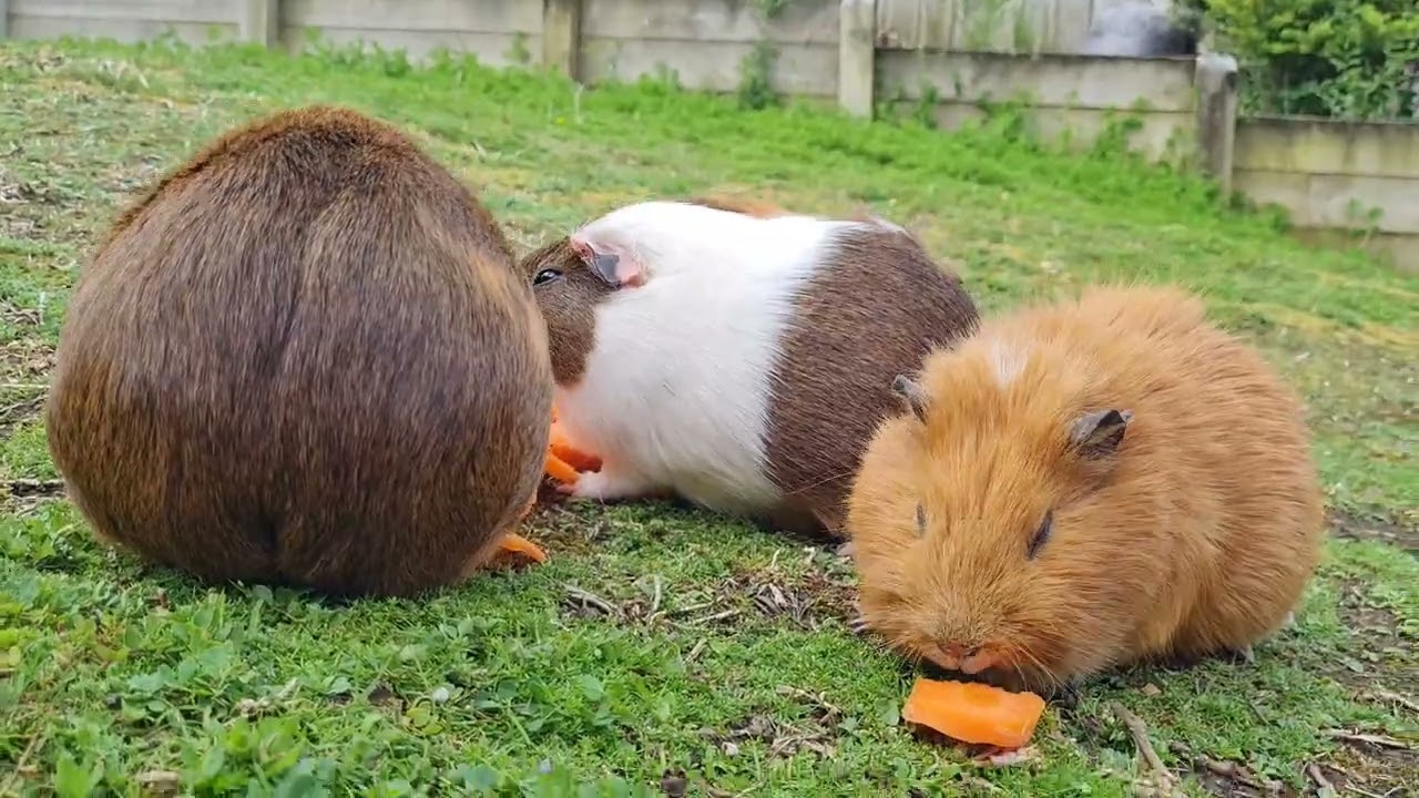 Guinea pigs eating carrots and apple ft spiky pickle, ball nea, acorn chia, bird with worm 151125