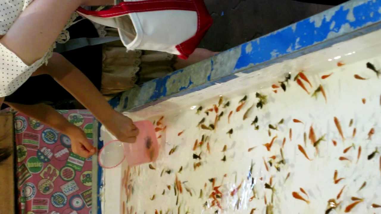 Kingyo sukui - Goldfish catching game