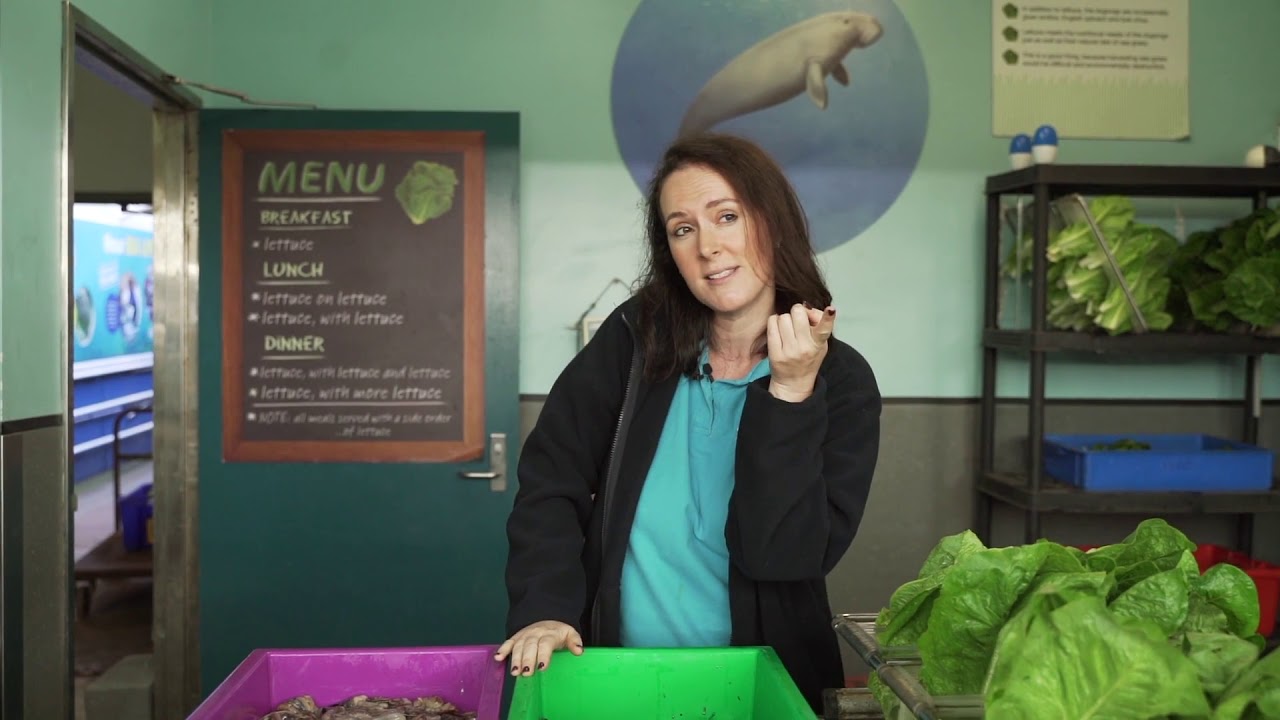 Day in the Life of a Aquarist | SEA LIFE Sydney Aquarium