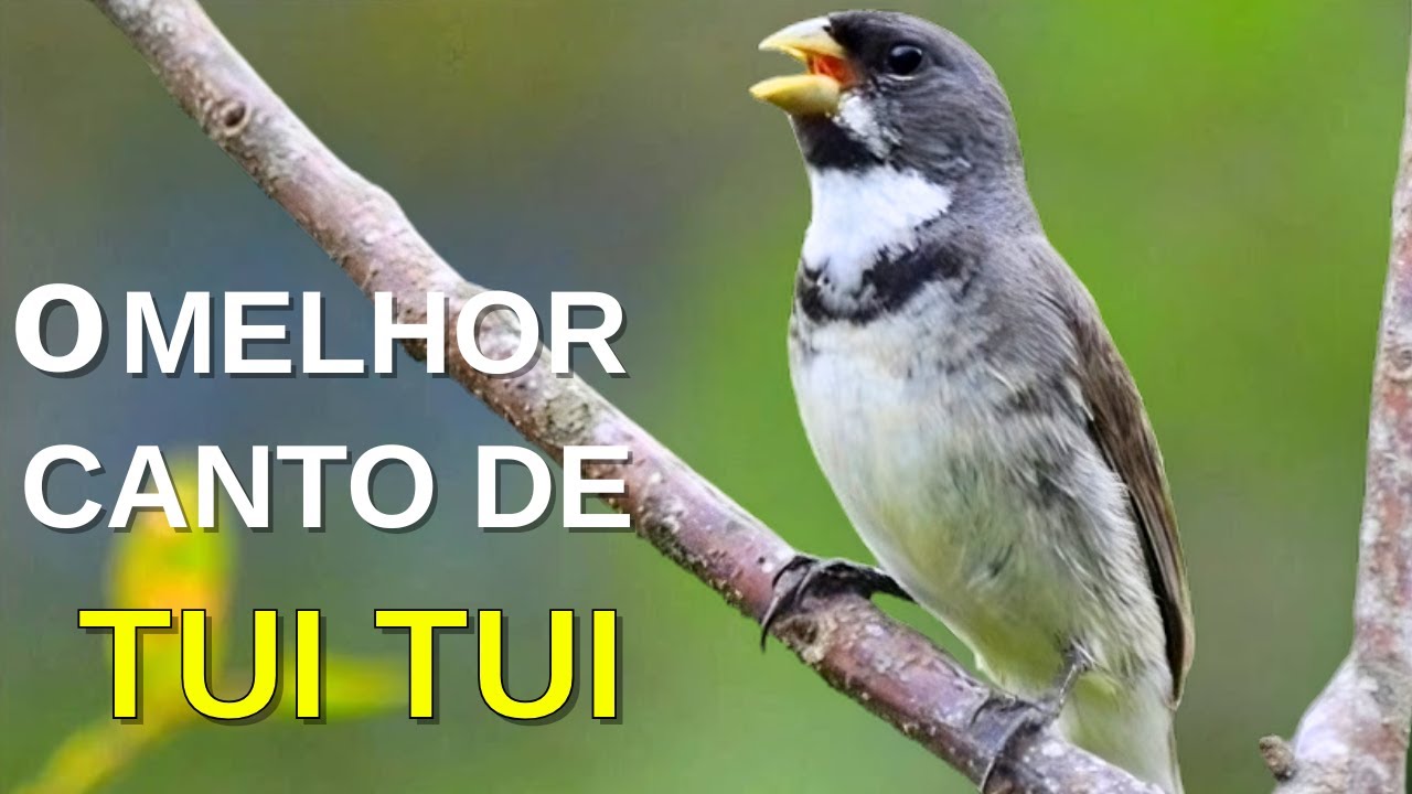 O MELHOR CANTO DE COLEIRO TUI TUI ZEL ZEL POR 10 HORAS