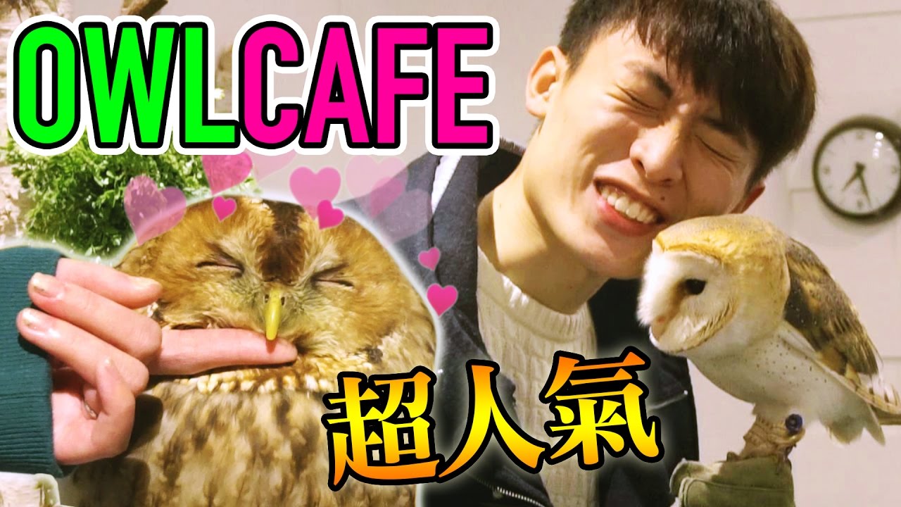 【會跳舞的貓頭鷹!?】人氣超治癒OWL CAFE♡