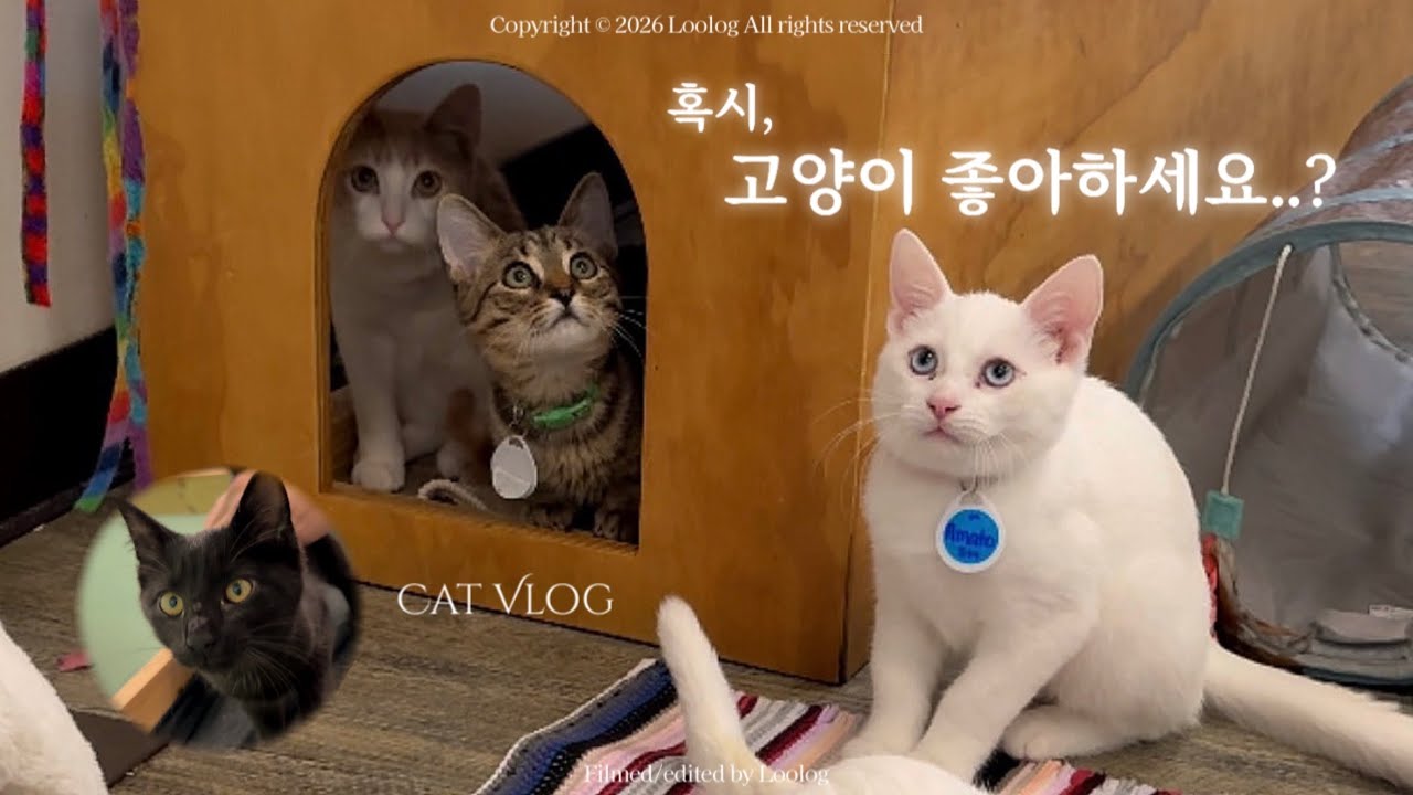 혹시.. 고양이 좋아하세요..?