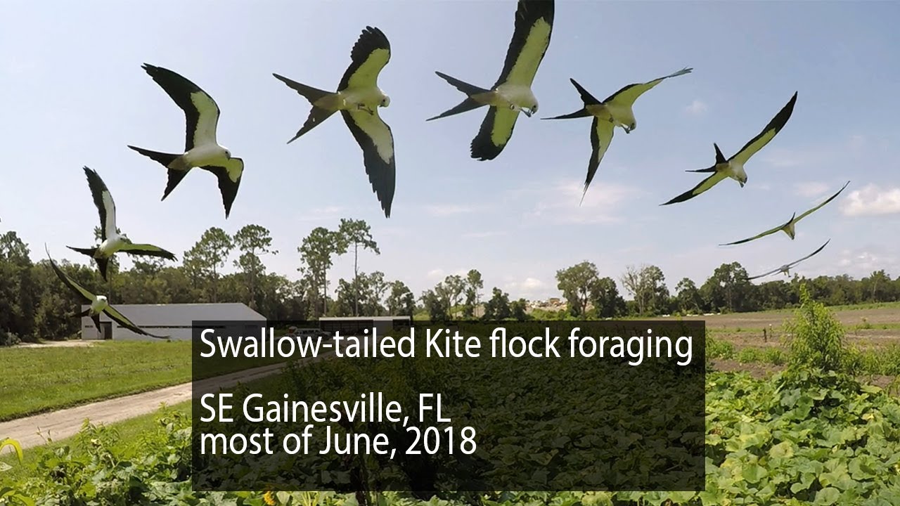 Swallow tailed Kite flock foraging Gainesville, FL June 2018