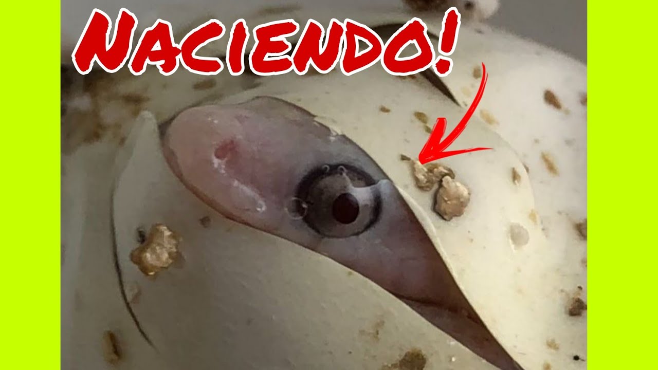 Huevos de Serpientes! así eclosionan los huevos de serpiente