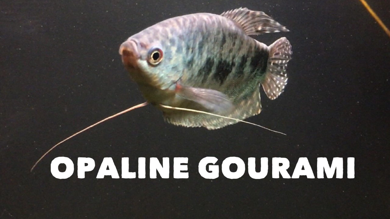 MALE & FEMALE OPALINE GOURAMIS
