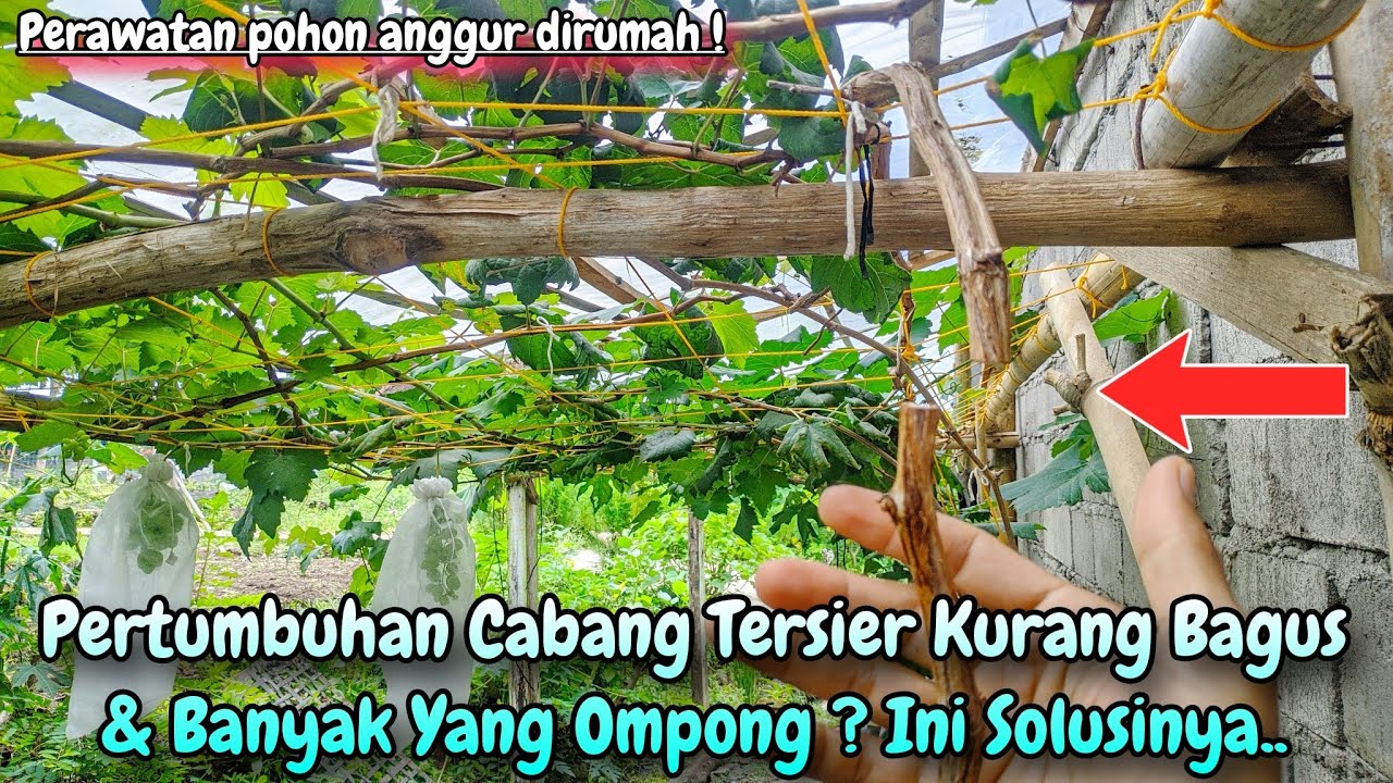 Pupuk pertumbuhan untuk pohon anggur dan solusi cabang tersier ompong pohon anggur