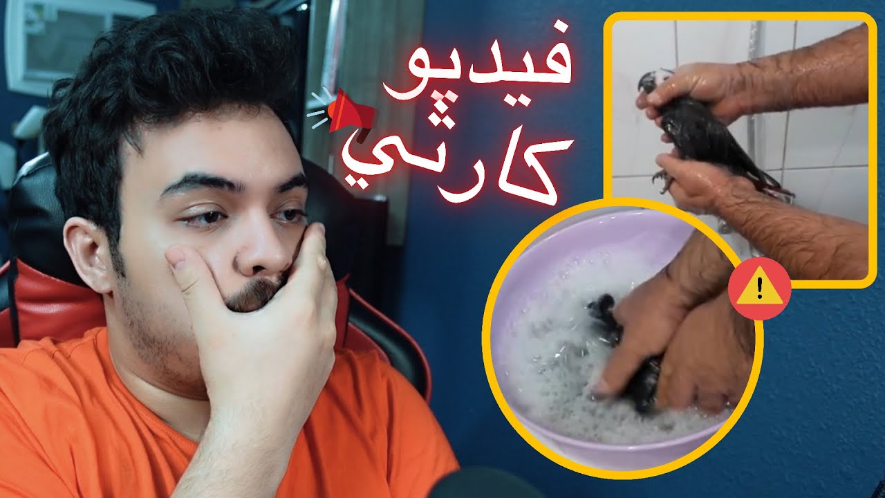 طريقة خطيره وكارثيه لأستحمام الببغاء ( ما قدرت افوت الفيديو )