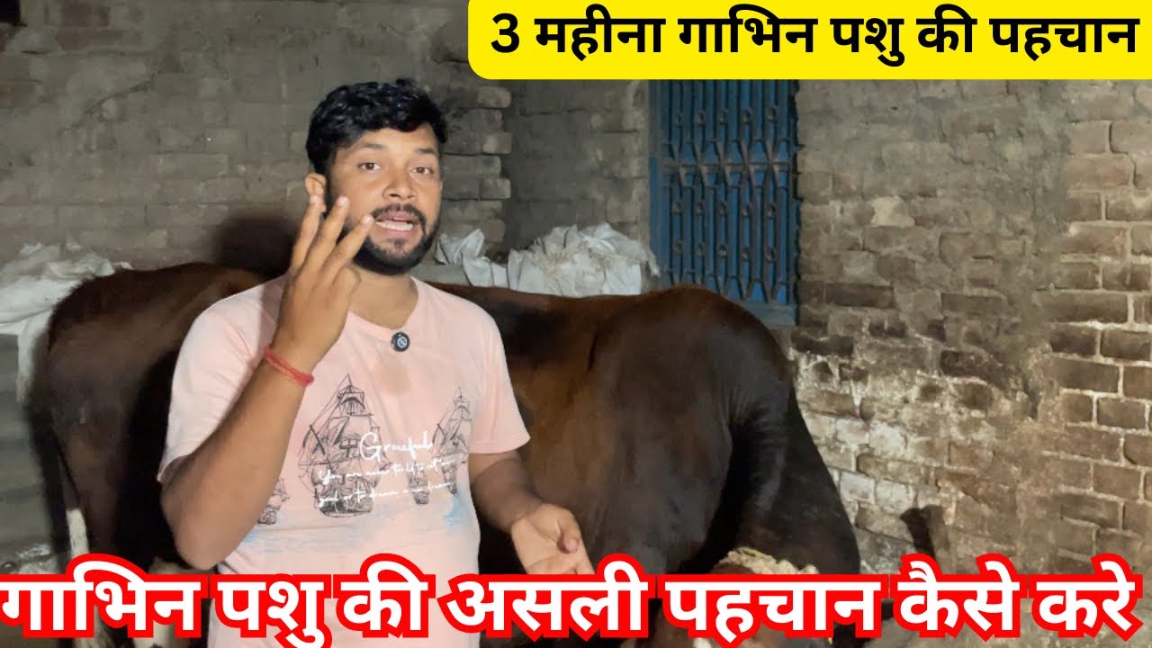 3 महीने गाभिन पशु की पहचान कैसे करे।घर पर करे गाभिन पशु की पहचान 🆔।गाभिन पशु की असली पहचान