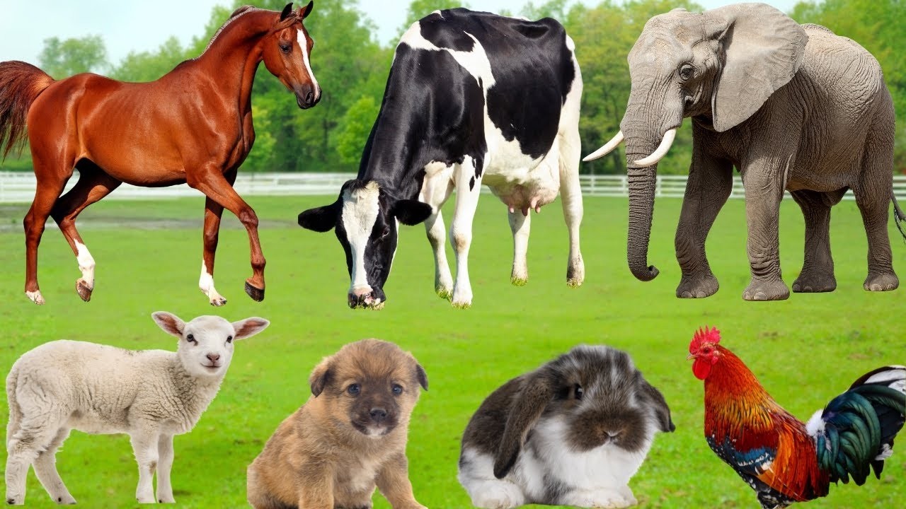 Meet the Loudest Farm Animals Ever  | Funny Sound Compilation