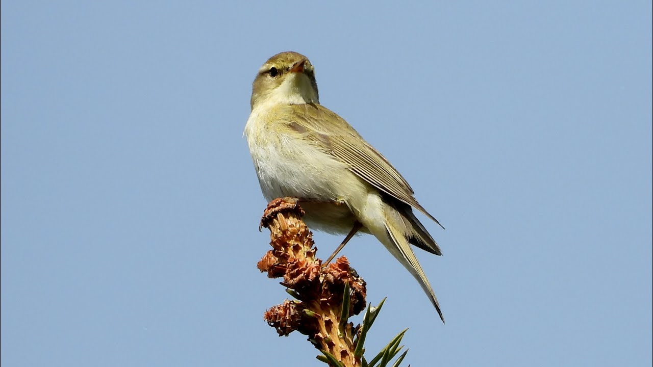 Piecuszek i pierwiosnek - porównanie śpiewu / Willow Warbler and Chiffchaff - songs comparison