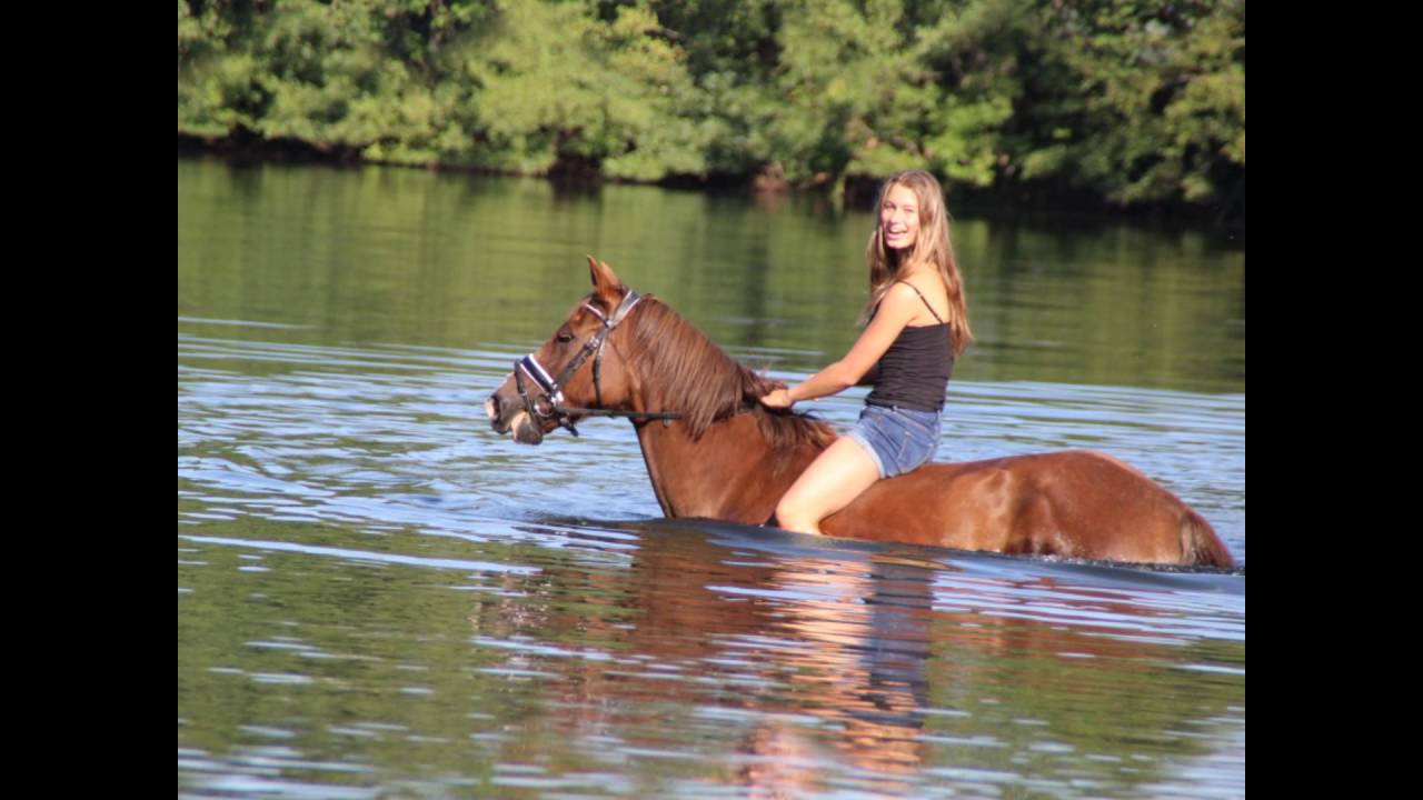 mit Pferd schwimmen, Pony schwimmt, mit dem Pferd in den See, Seepferdchen,