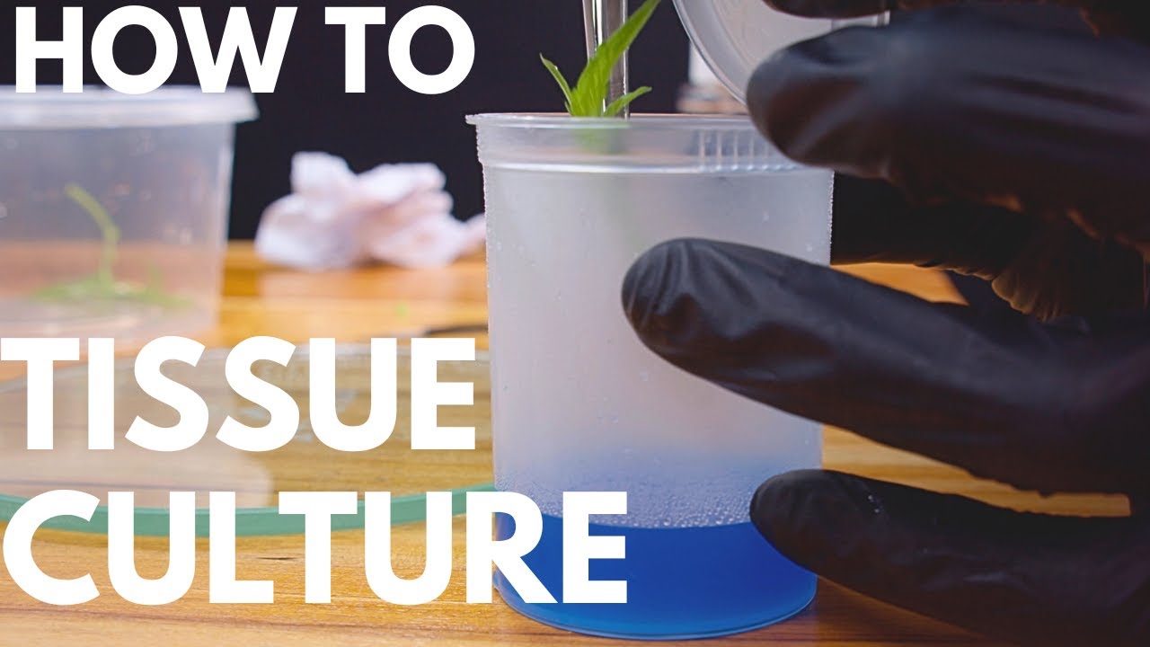 Tissue Culture from Home | Preserving Genetics with ATHENA Culture Kit