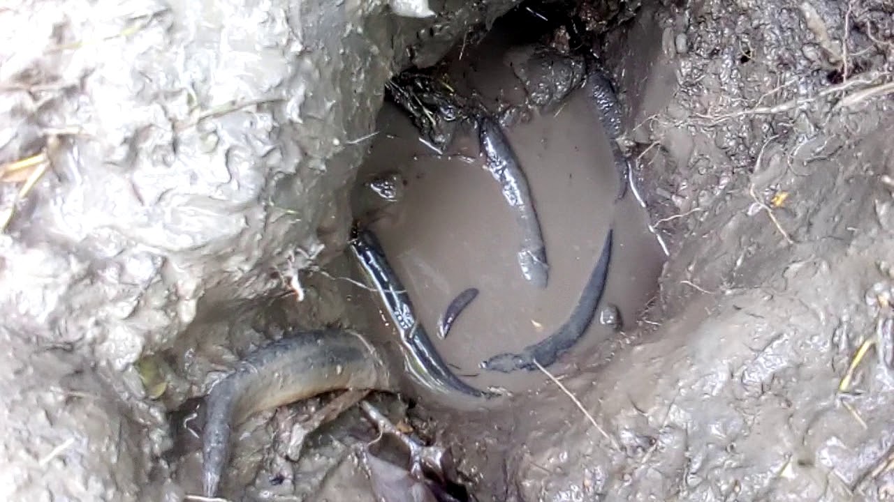 Smart Boys Catch Fish Using Primitive Deep Hole Fish Trap | Primitive Technology | Unique Fishing
