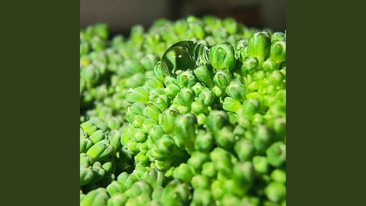 Green Groove