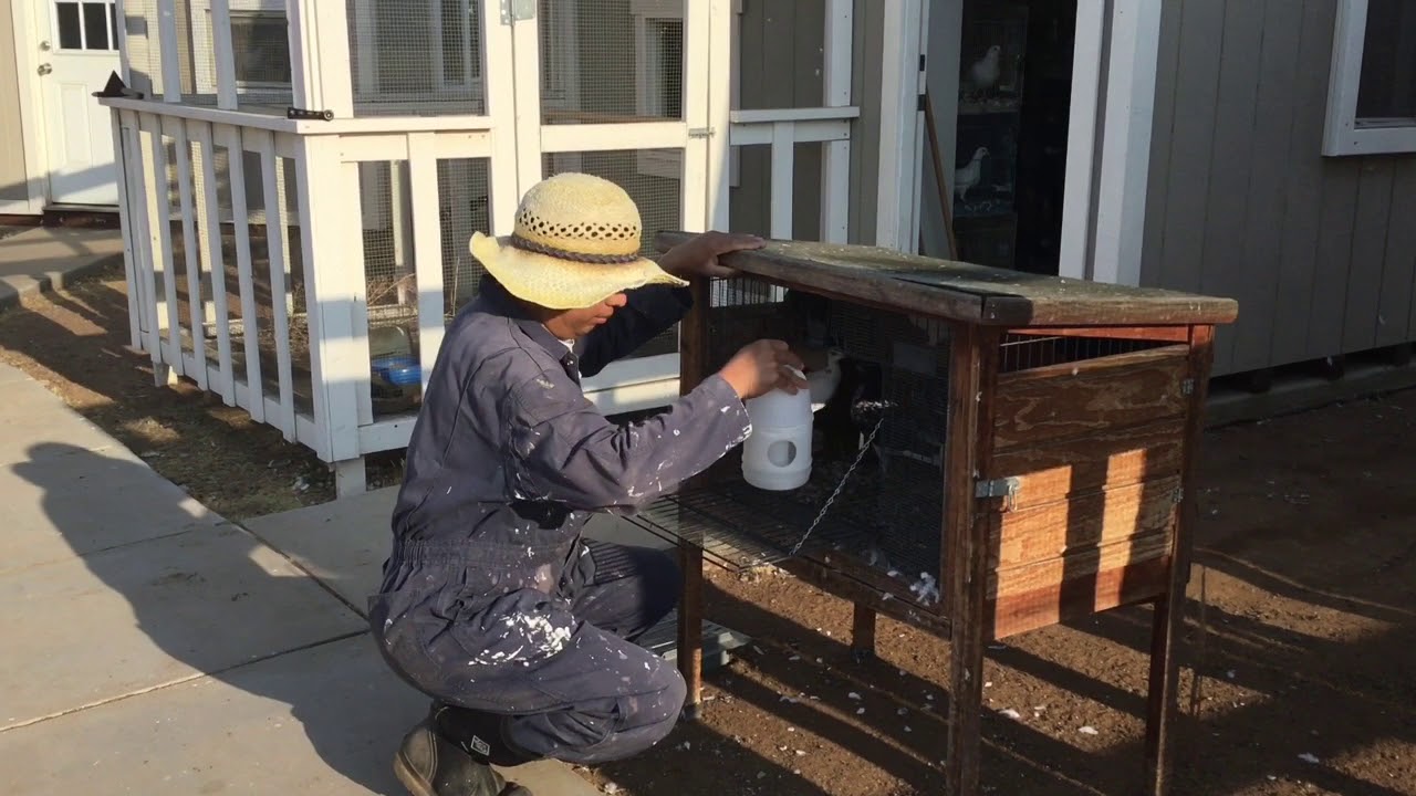 Pigeon Release on the Homestead
