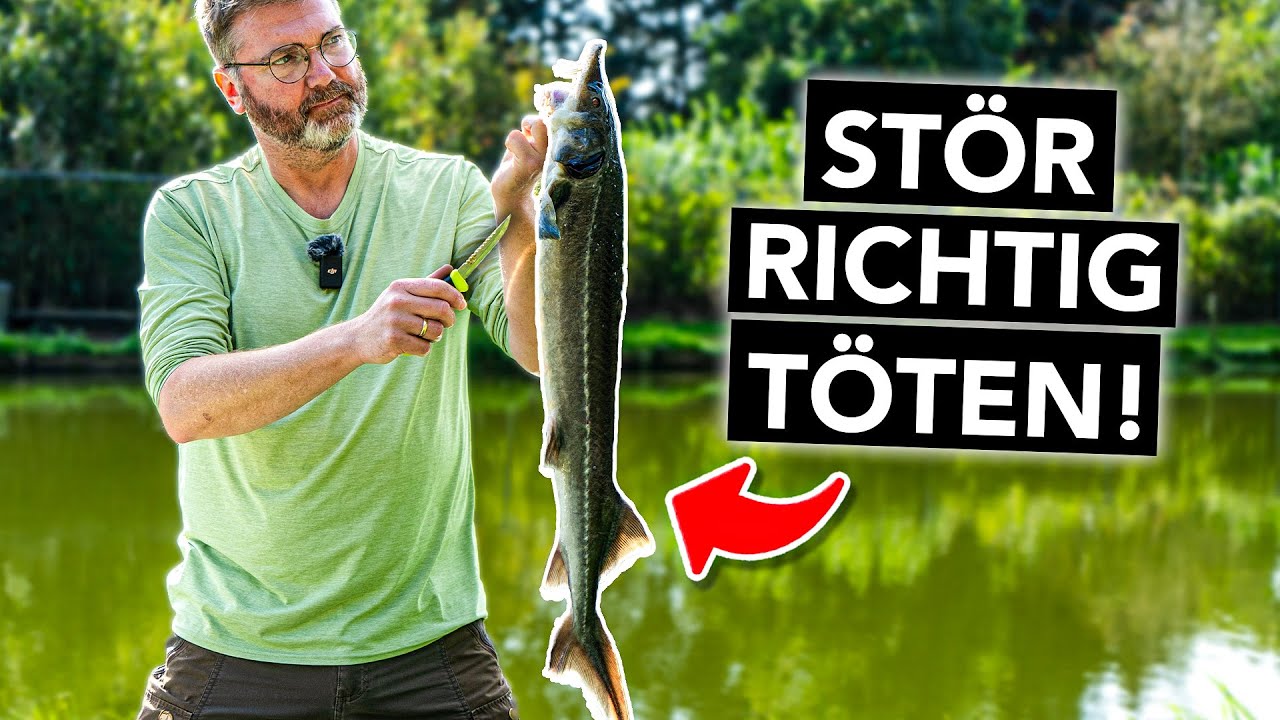Waidgerecht und richtig 🔪 Stör töten mit Herzstich (Schritt-für-Schritt-Anleitung)