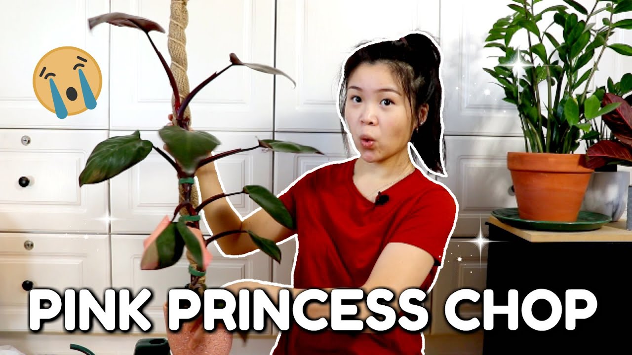 Propagating my Philodendron Pink Princess | How to get MORE PINK