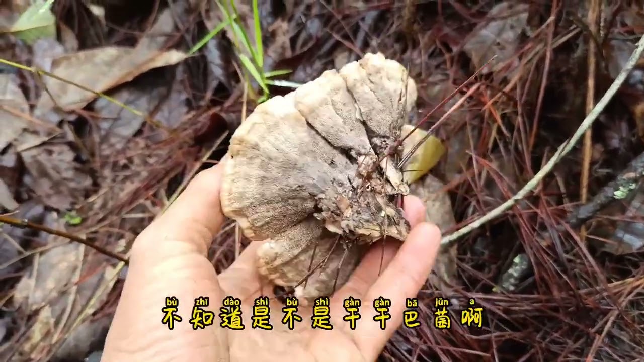 下了十几天雨 农村大山里长满各种野生菌 但一定要认清楚不能勿采