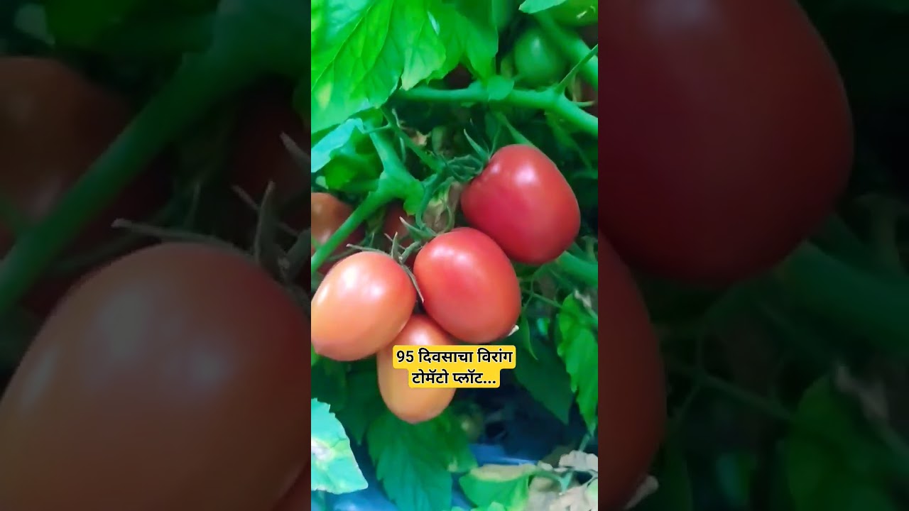 95 day old Virang tomato plot, abundant fruiting.. entire leaf green..