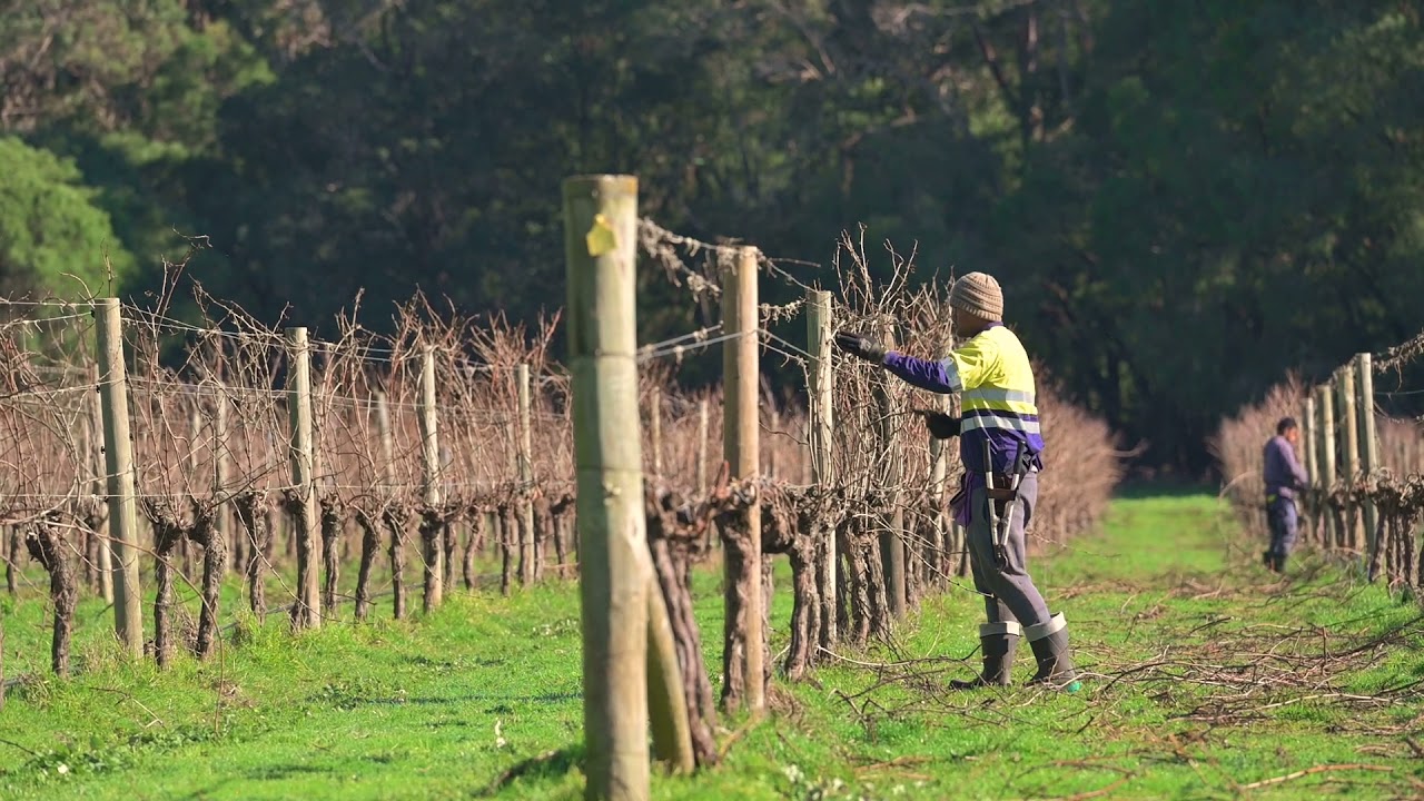 Clairault Streicker - Vineyard Series - Clairault Vineyard, Winter 2021