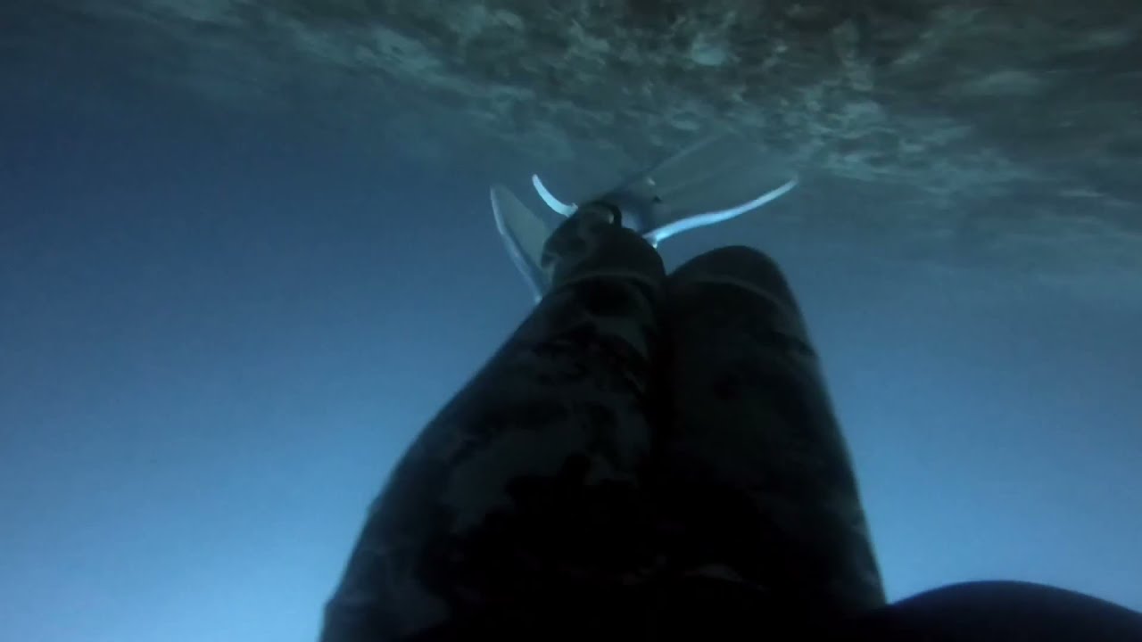 거북이는 어디로?? 늘있던 거북이가 안보인다 설마????  SCUBADIVING 산호세 #bigboystory #tropico #scuba