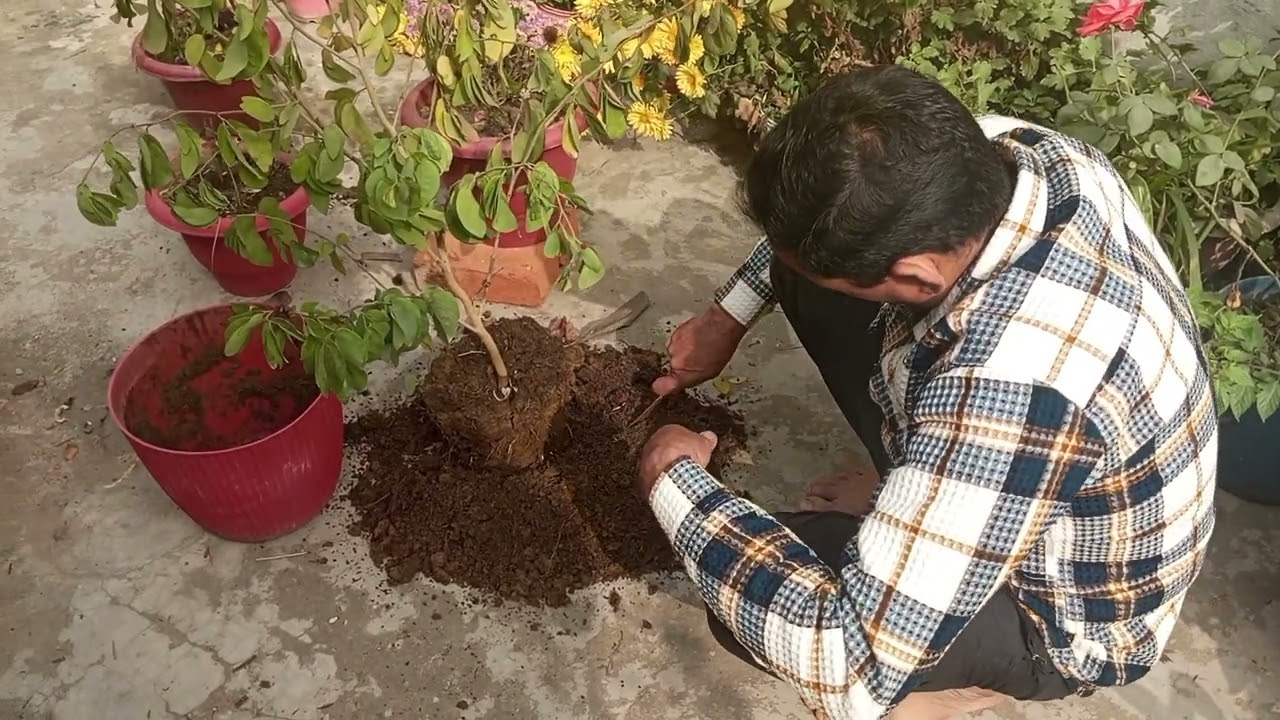 क्या हुआ गार्डन का हाल ! #trending
