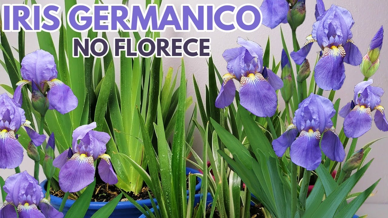 iris germánico por que no florece chuyito jardinero