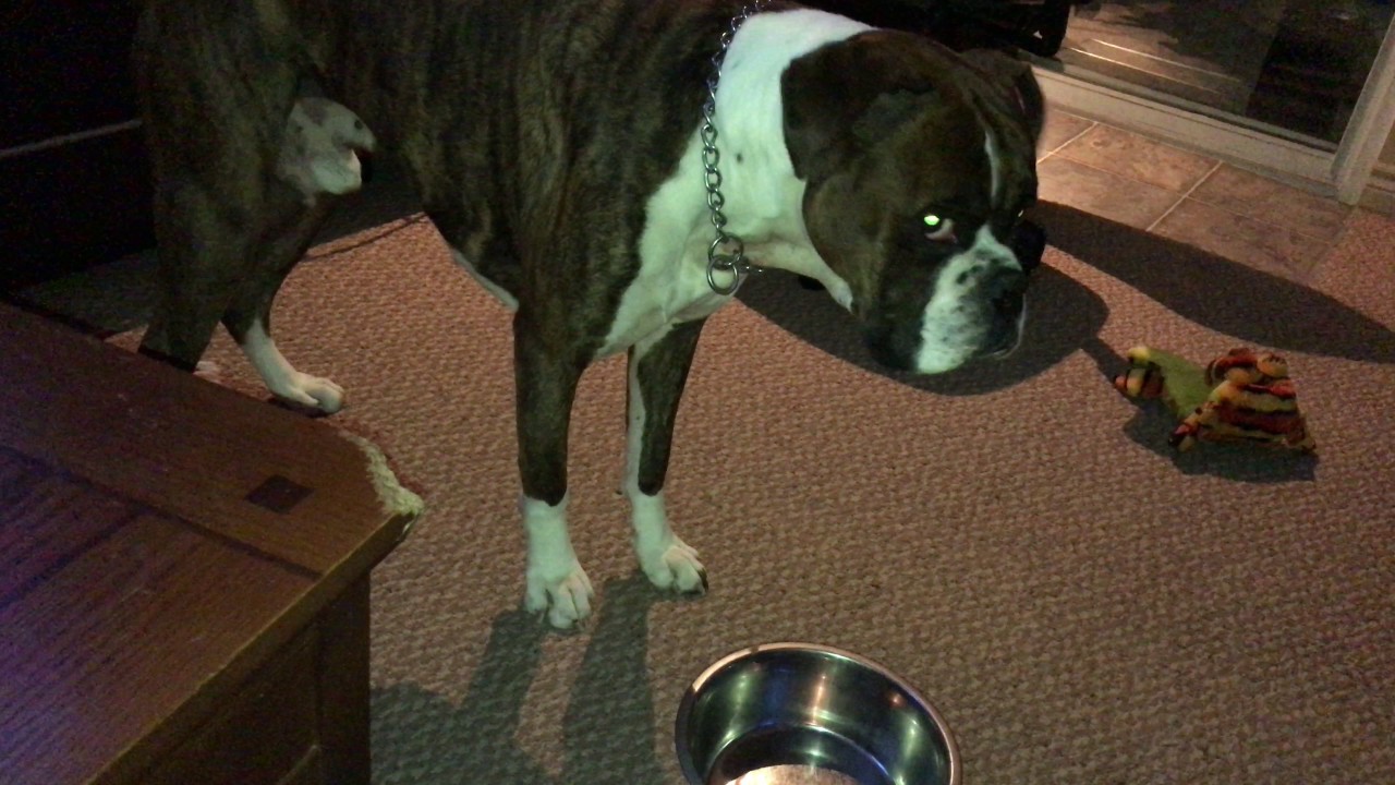 Boxer Dog takes tantrum when water dish empty