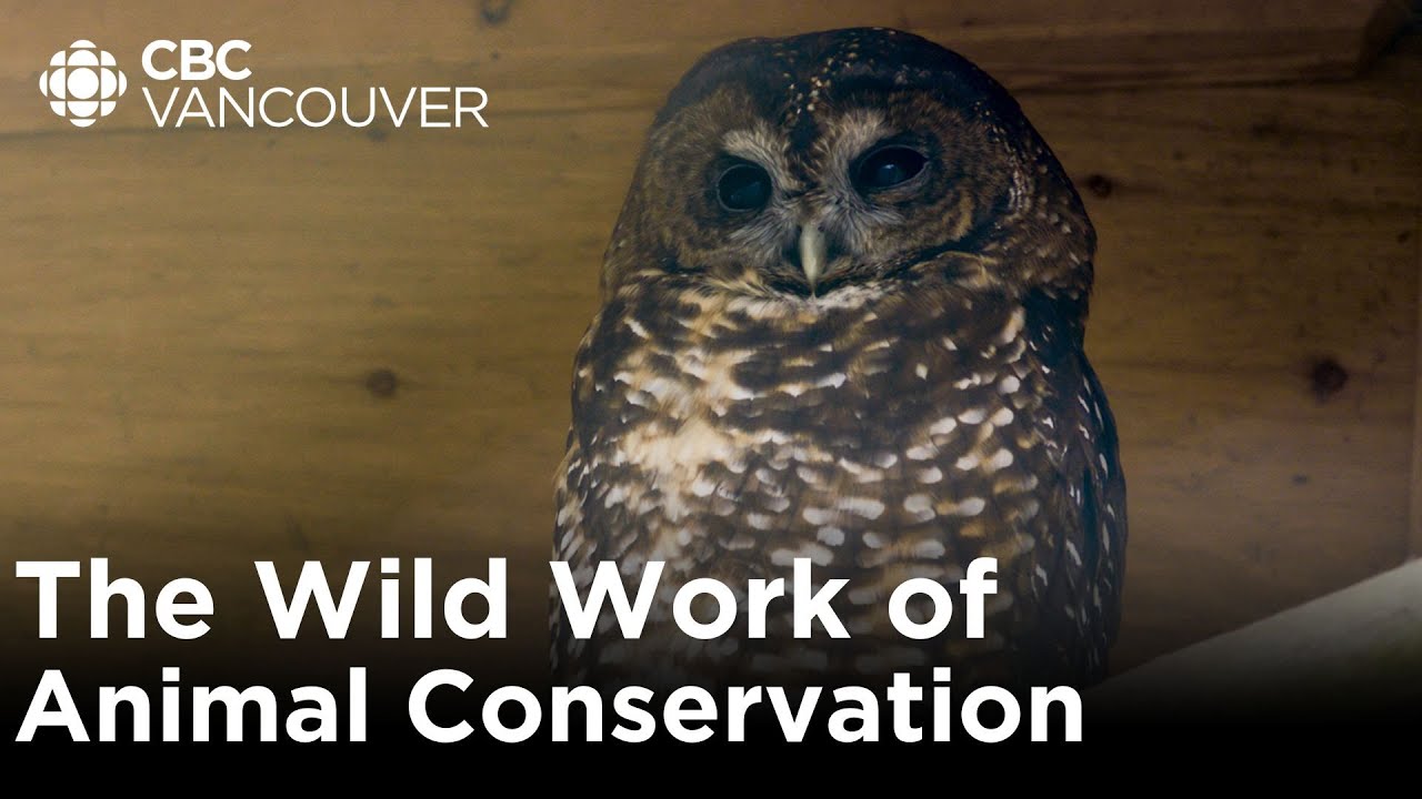 Saving Canada's rarest owl species: the northern spotted owl | The Wild Work of Conservationists
