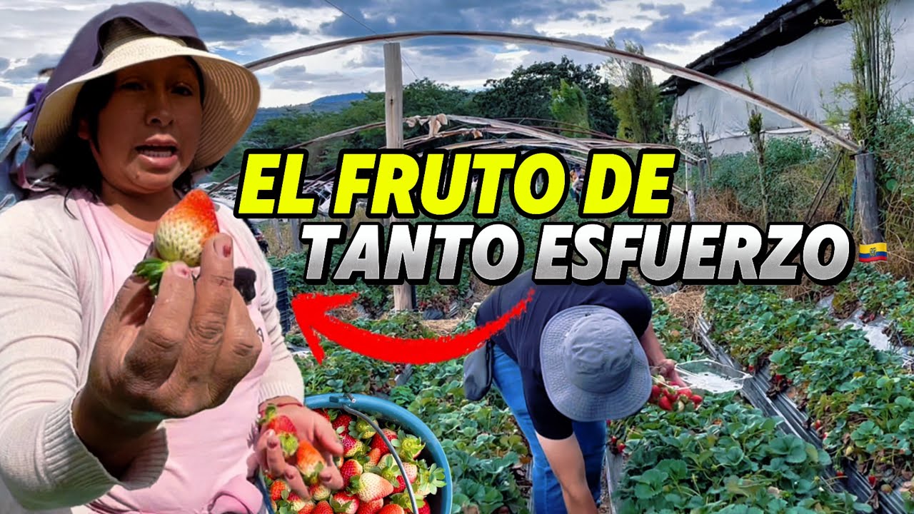 FRESAS EN EL CORAZÓN DEL CAMPO 🇪🇨 ECUATORIANO | Cojitambo Por El Mundo
