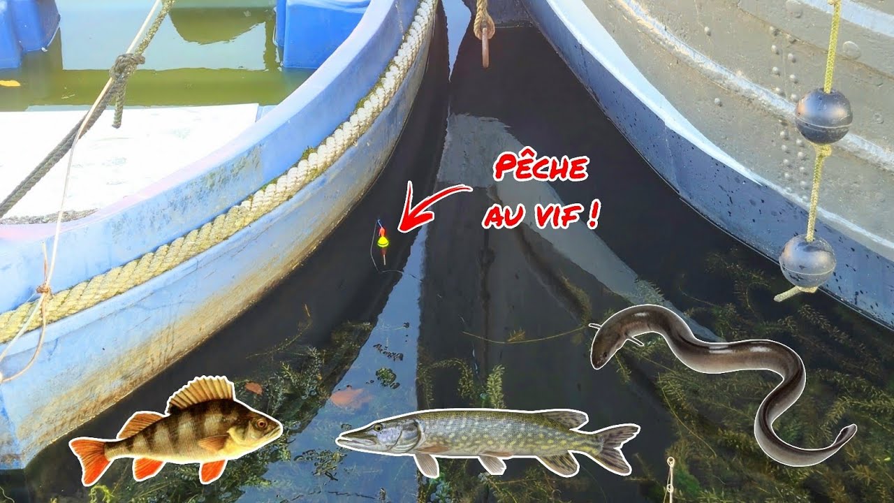 Je PÊCHE au VIF entre les péniches, je ne m'attendais pas à ça !!