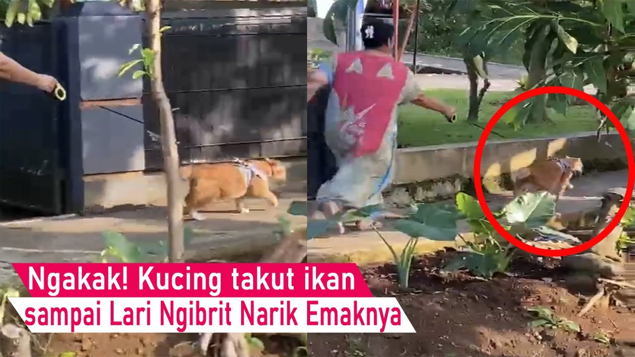 Beneran NGAKAK! kucing Takut ikan sampai Lari Sembunyi Narik Emaknya Pergi/kompilasi kucing Lucu