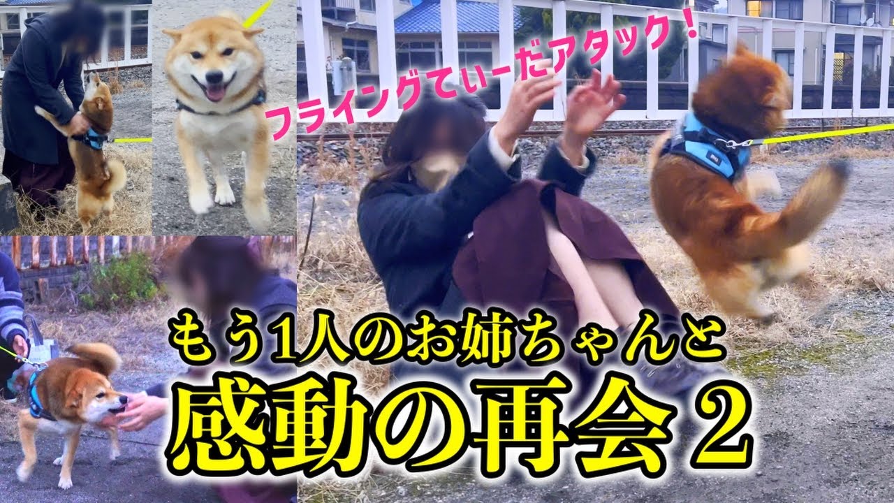 隠れていたもう1人のお姉ちゃんとの再会に興奮してフライングてぃーだアタックを決めてしまう柴犬てぃーだ　#柴犬てぃーだ #柴犬 #再会