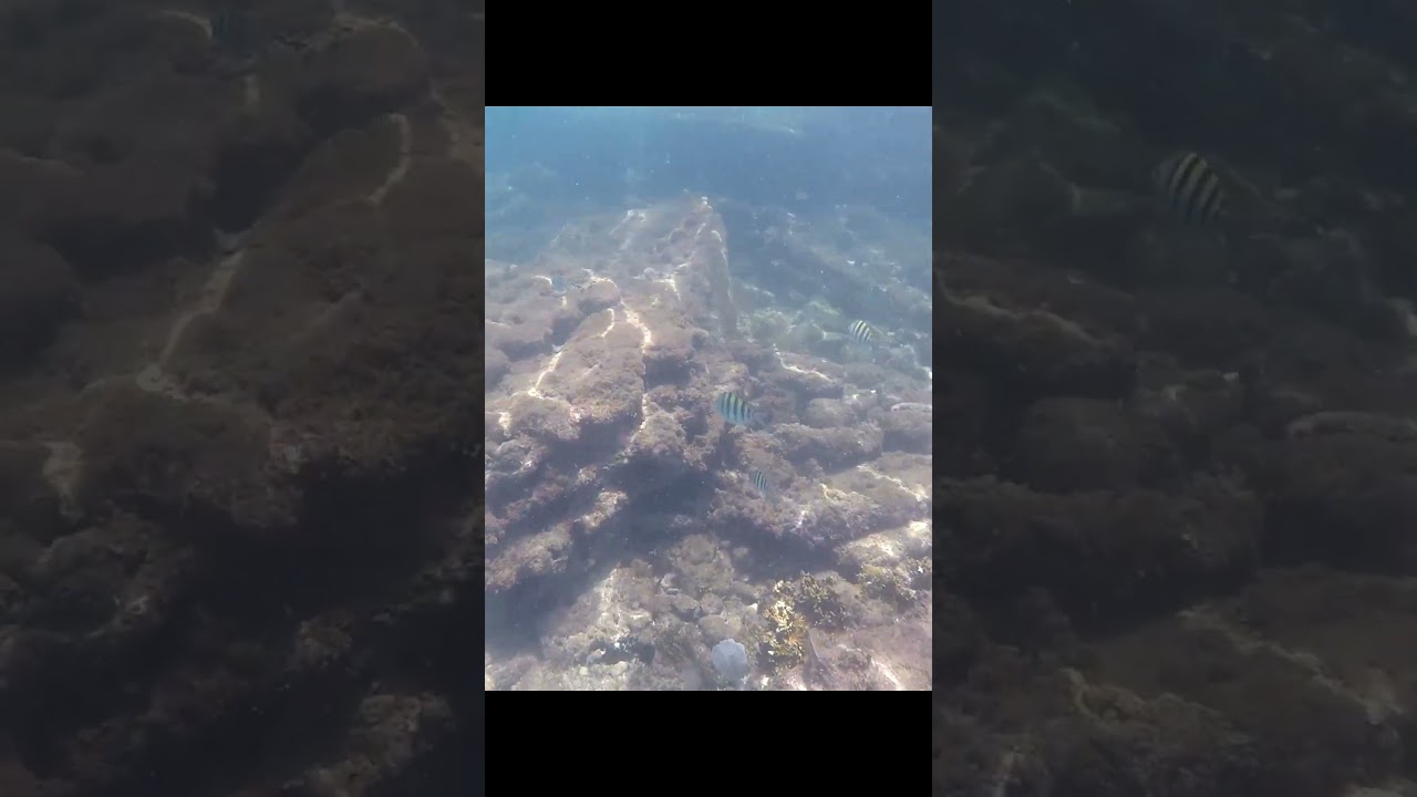 Underwater capture Azeda, Azedinha beaches #shorts #underwater #diving