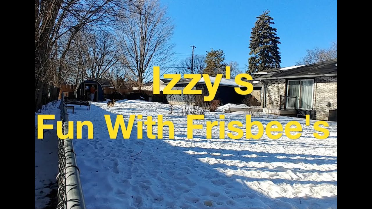 Frisbee Dog Plays in the Snow! ❄️ Izzy’s Backyard Fetch Session