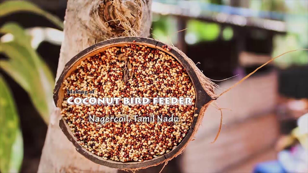 Coconut Shell Bird Feeder-Kanyakumari, Tamil Nadu#BirdFeeders#CoconutShellCraft#EcoFriendlyGardening