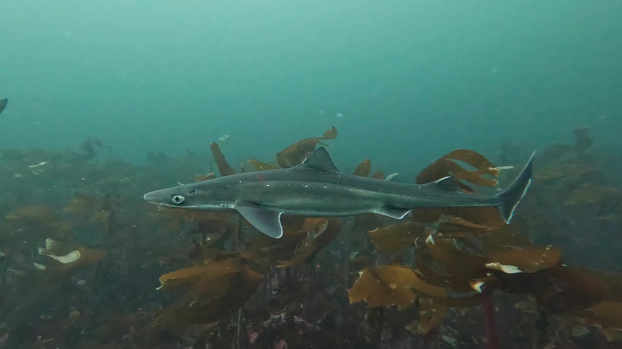 Spiny dogfish diving, Norway /Shark diving/ Dykking med Pigghå på Reve / Dykning med pigghaj i Norge
