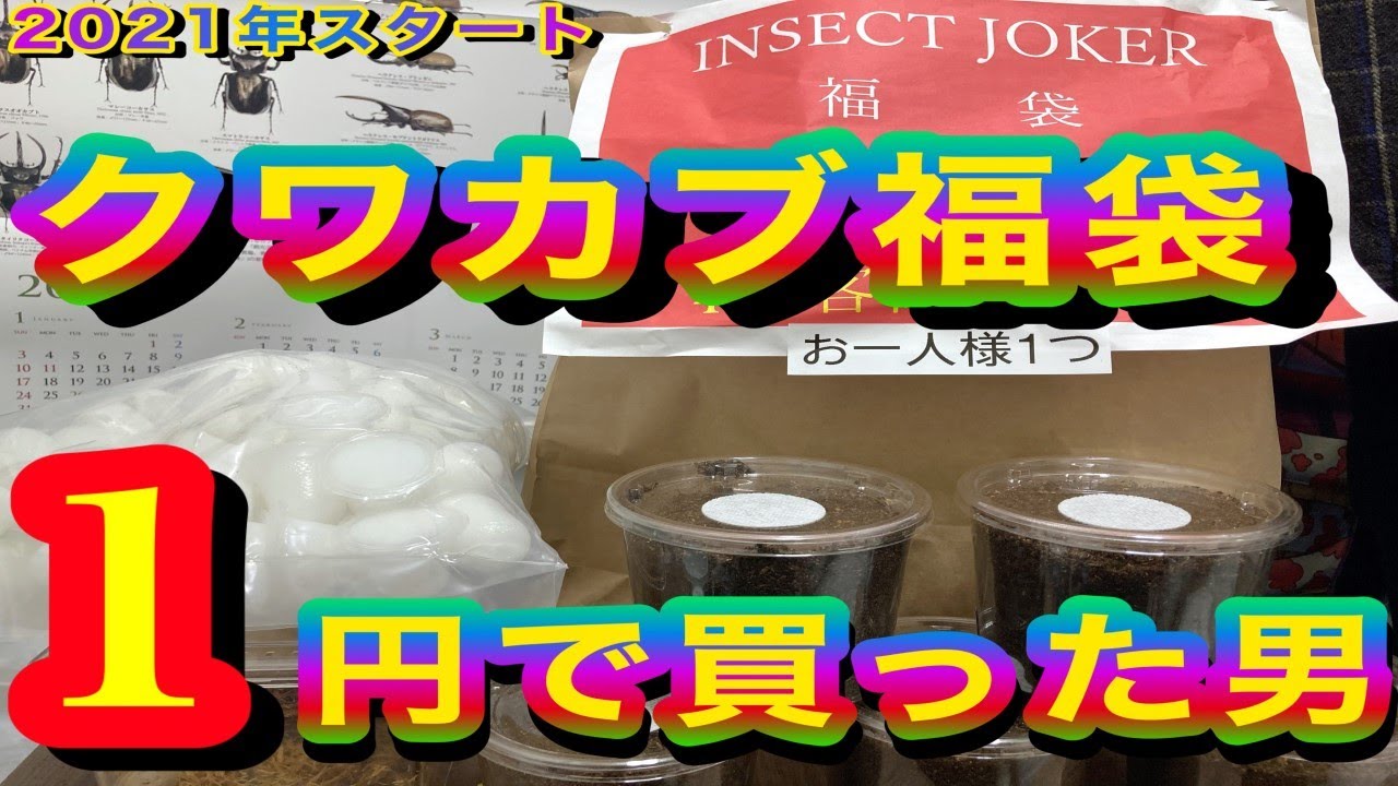 カブトムシ・クワガタ福袋をたったの1円で買ったら、その中身が凄すぎた!! Ryu's Tree#115【カブクワ福袋2021】【開封動画】